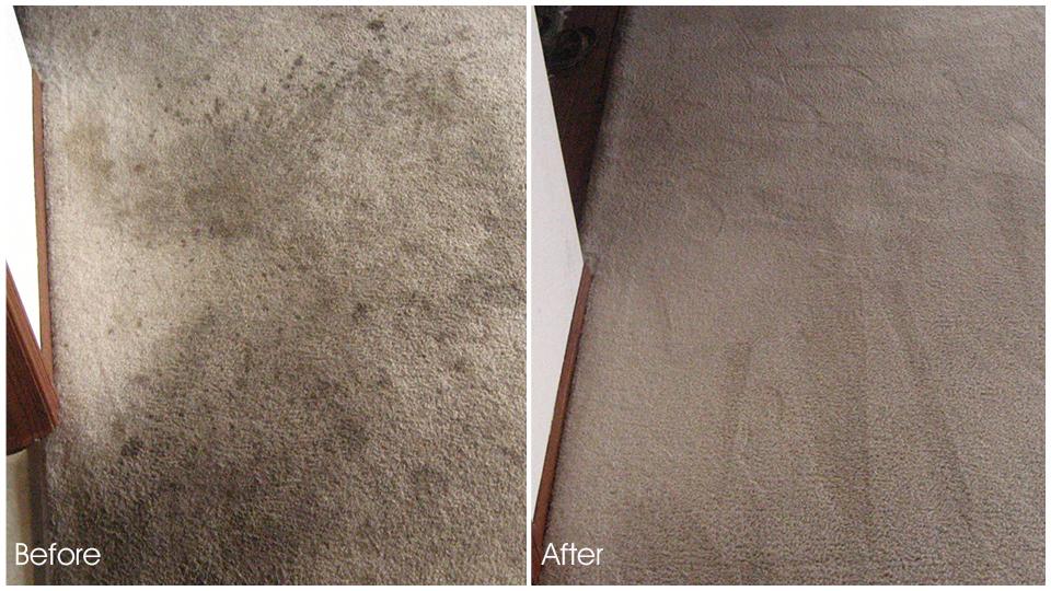 carpet cleaning