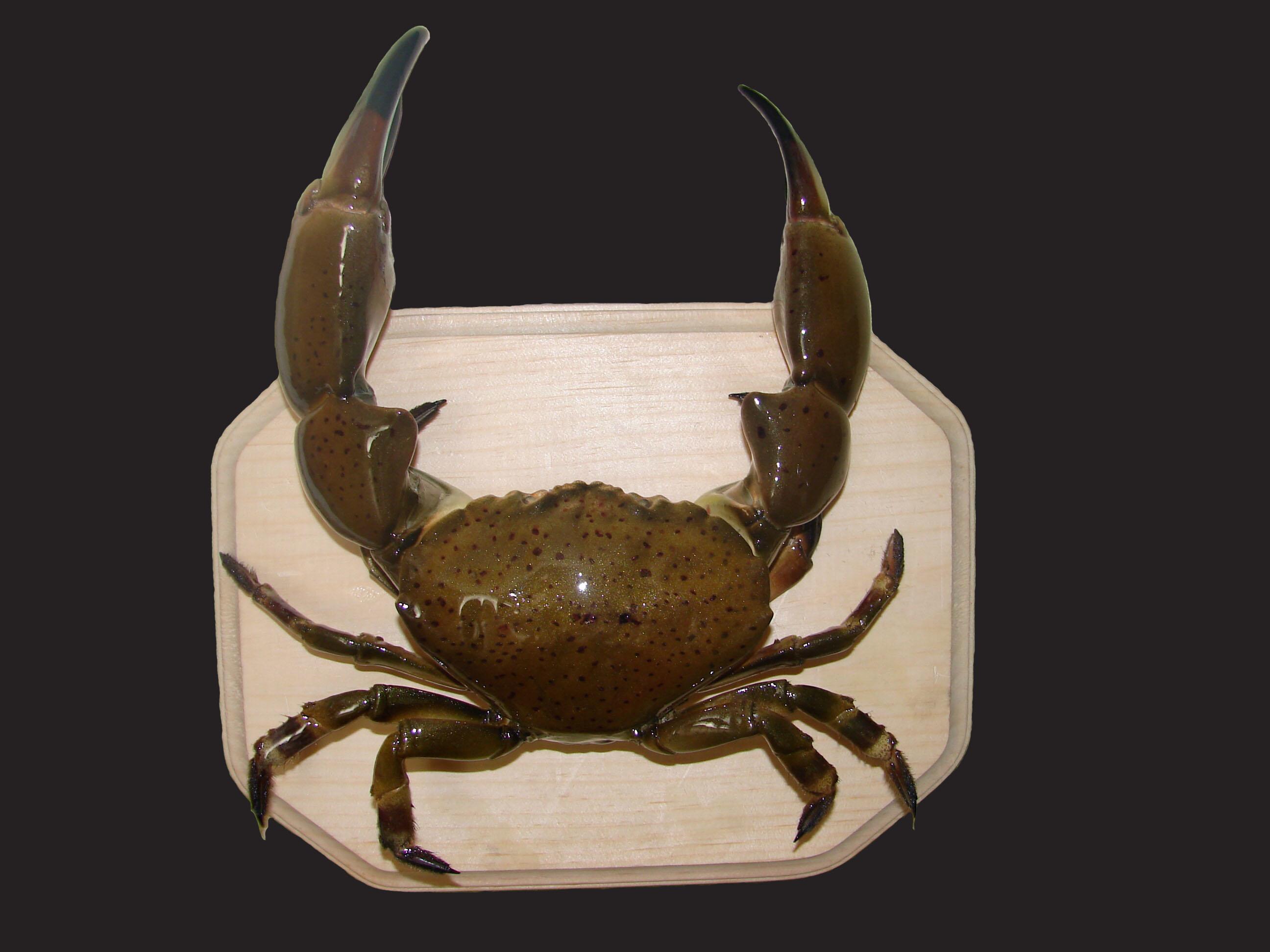 CRAB