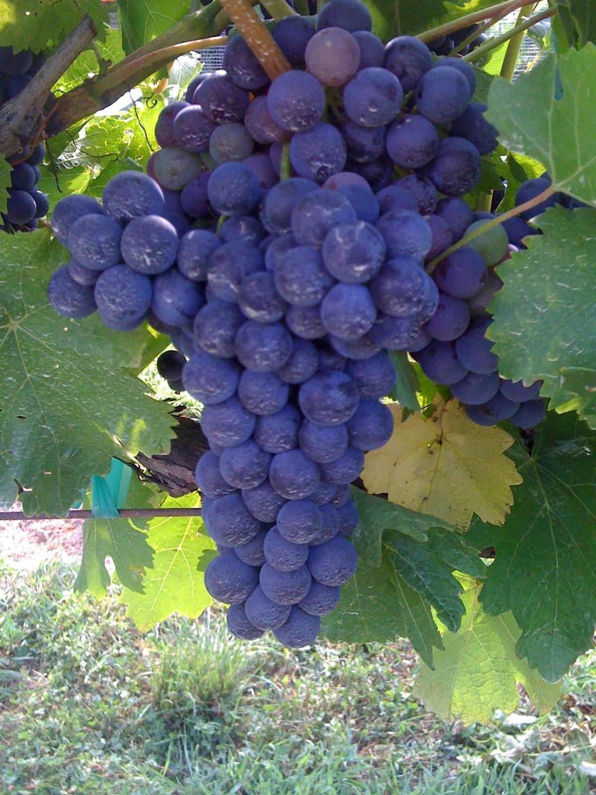 true wine grapes