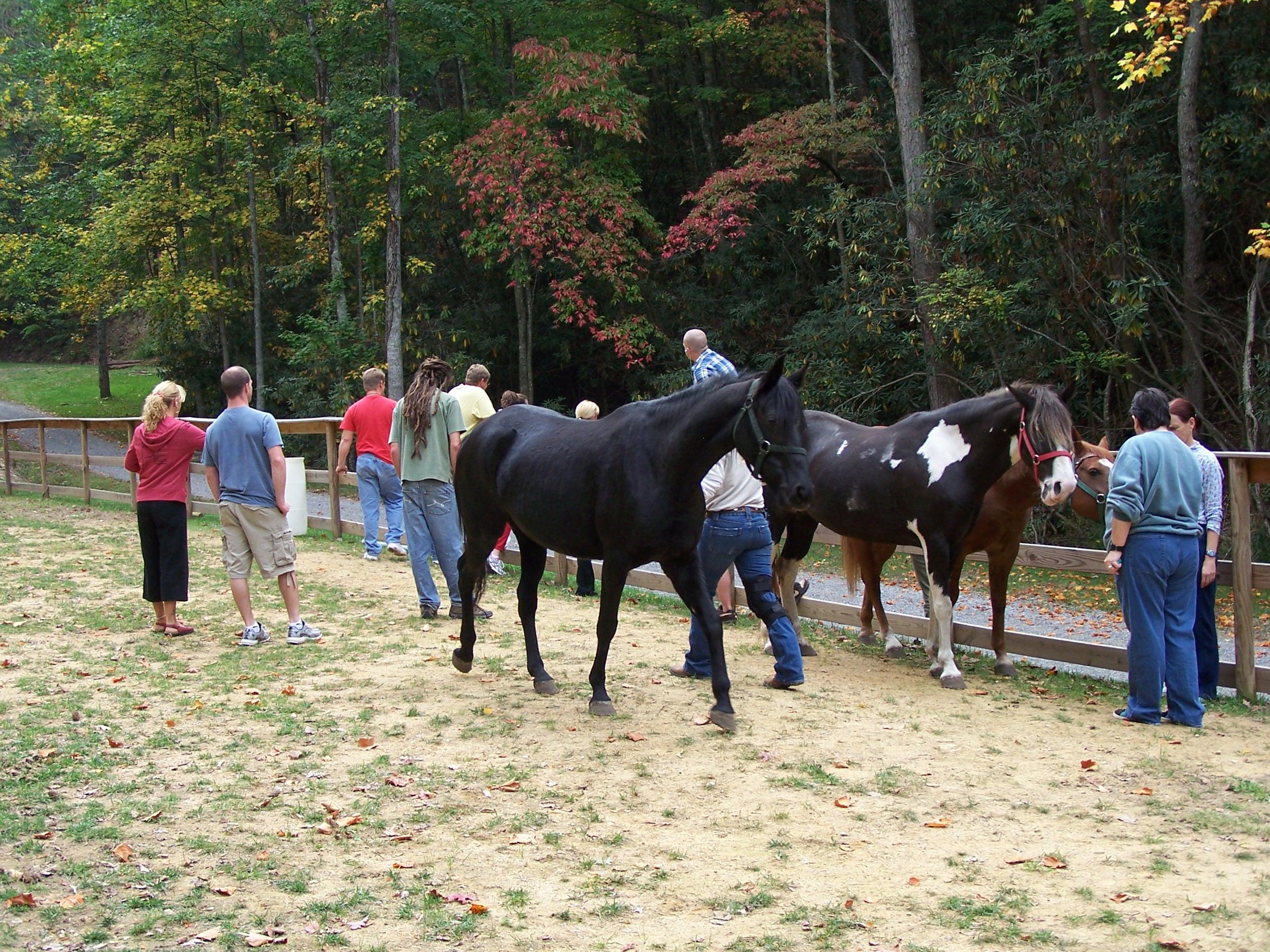 Equine Therapy