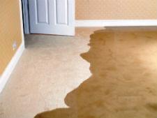 Tanin Carpet & Tile Cleaning, Water Damage Restoration & Mold Remediation