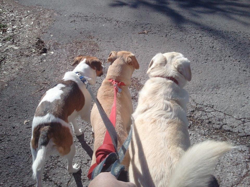 Free Leash Training with daily dog walking service