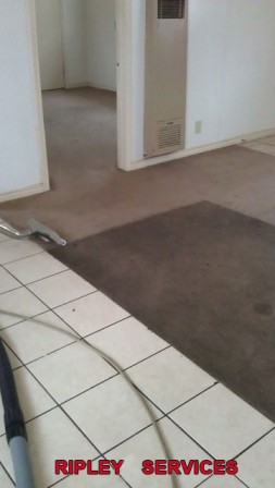 Carpet Cleaning