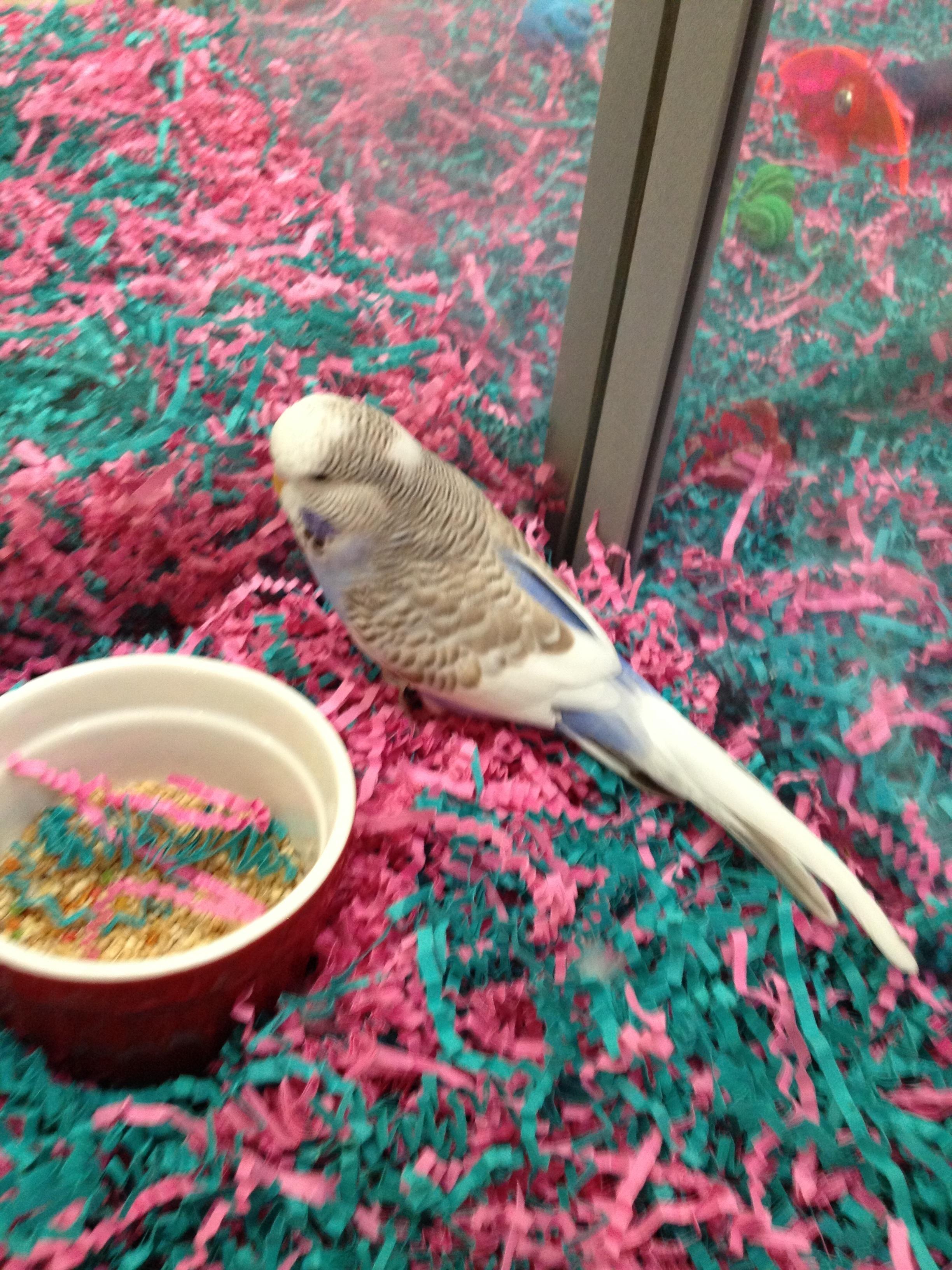 English Budgie