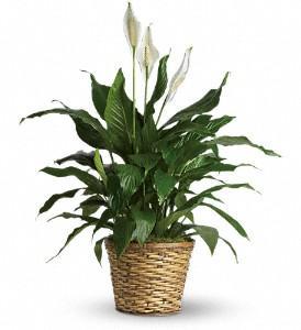 Send a green plant Houston Texas Florists