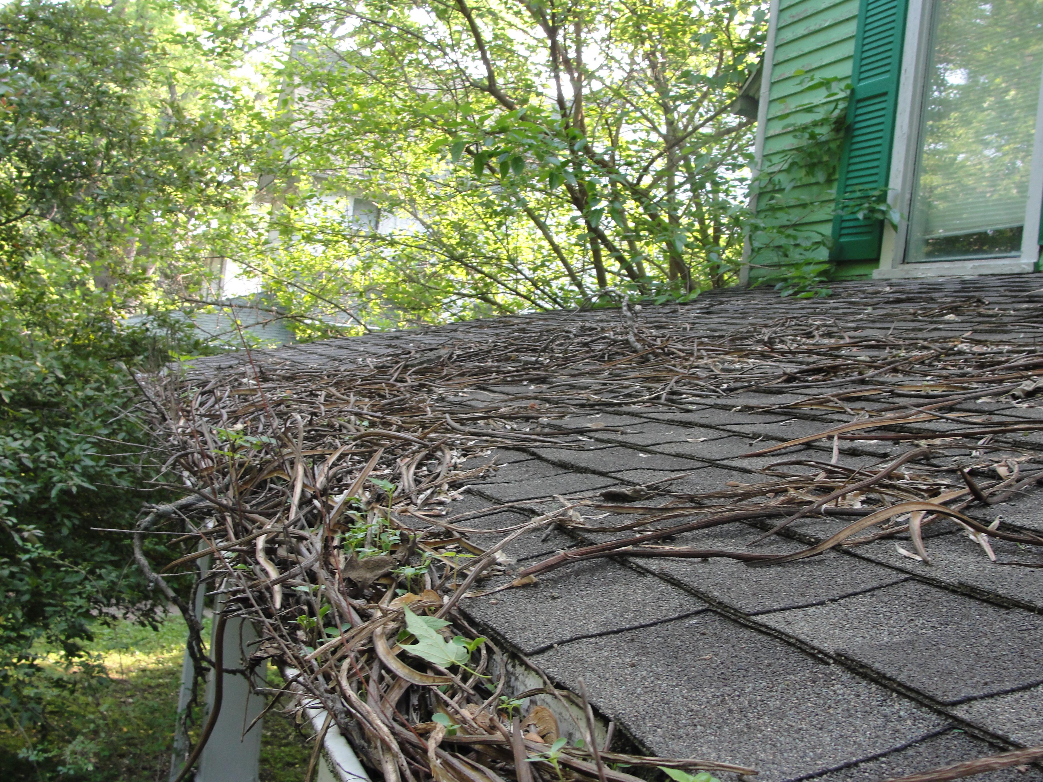 Time to clean the gutters?