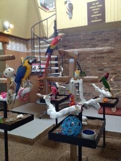 Bird Boarding at Kookaburra Bird Shop