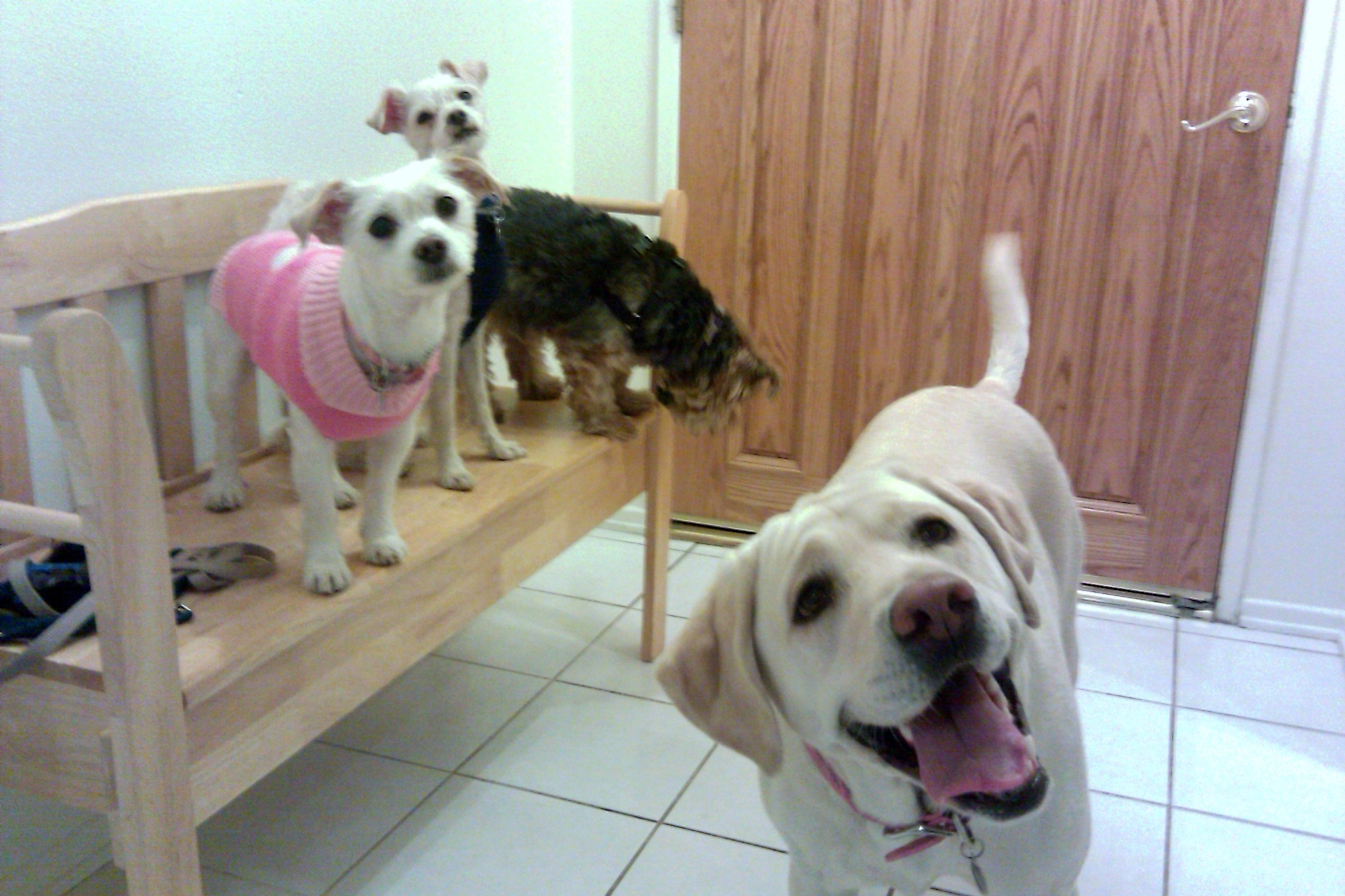 entry way at green doggie home boarding