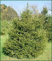 Norway Spruce