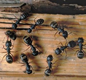 Carpenter Ants