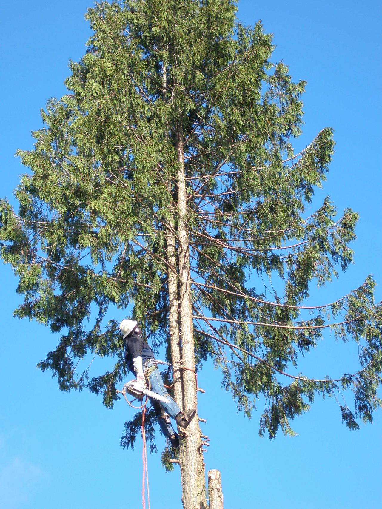 Brad's Stump and Tree Service