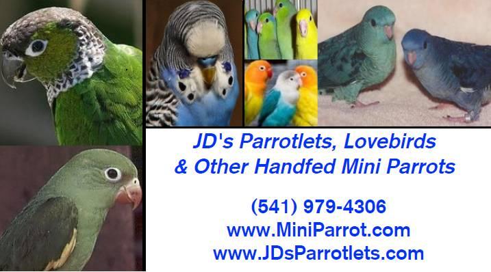 JD's Parrotlets