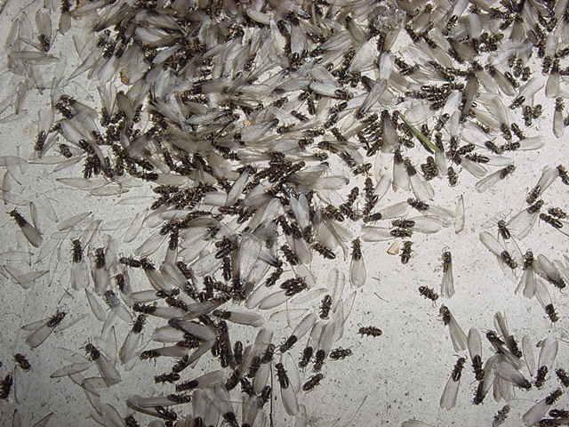 termite swarm