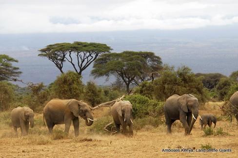 African Safaris