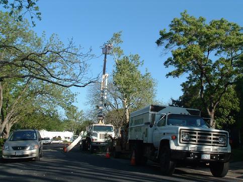 Arbortech Tree Service