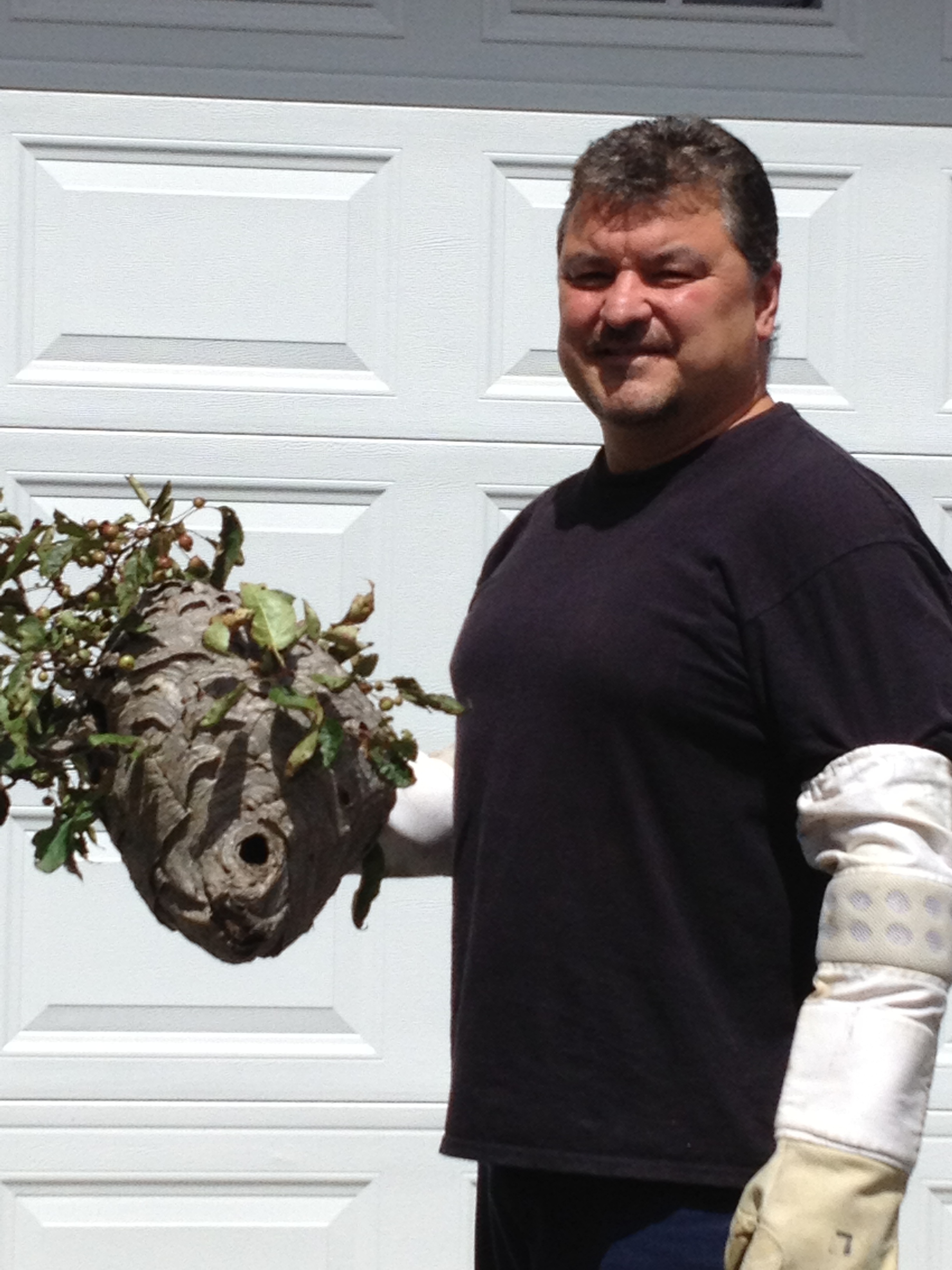 Bald-face Hornet nest