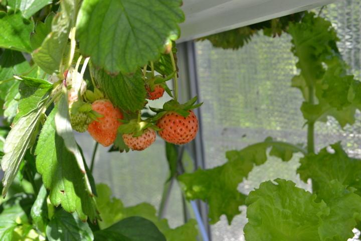 Urban Food Farms