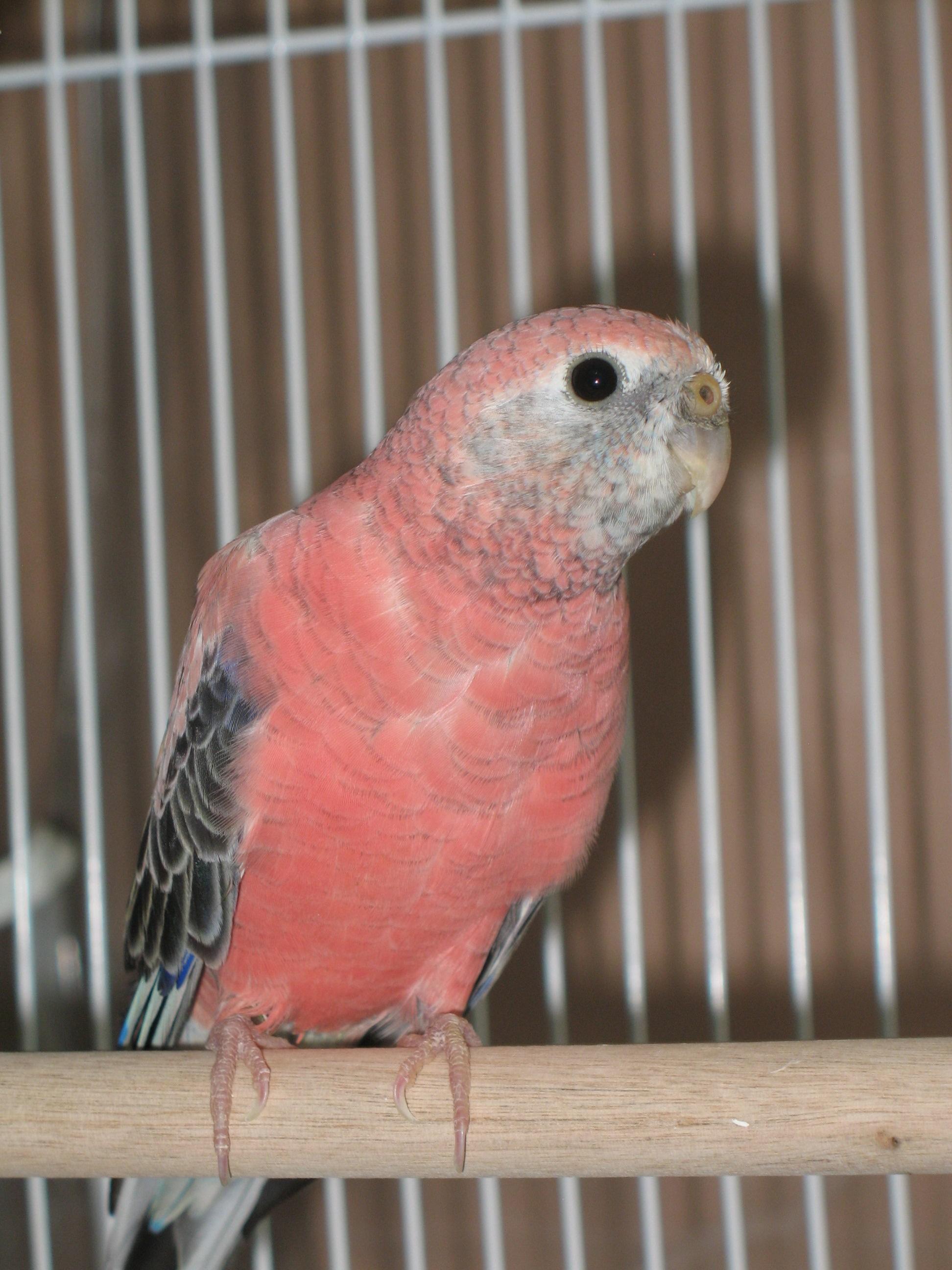 JD's Parrotlets, Lovebirds & Other Mini Parrots