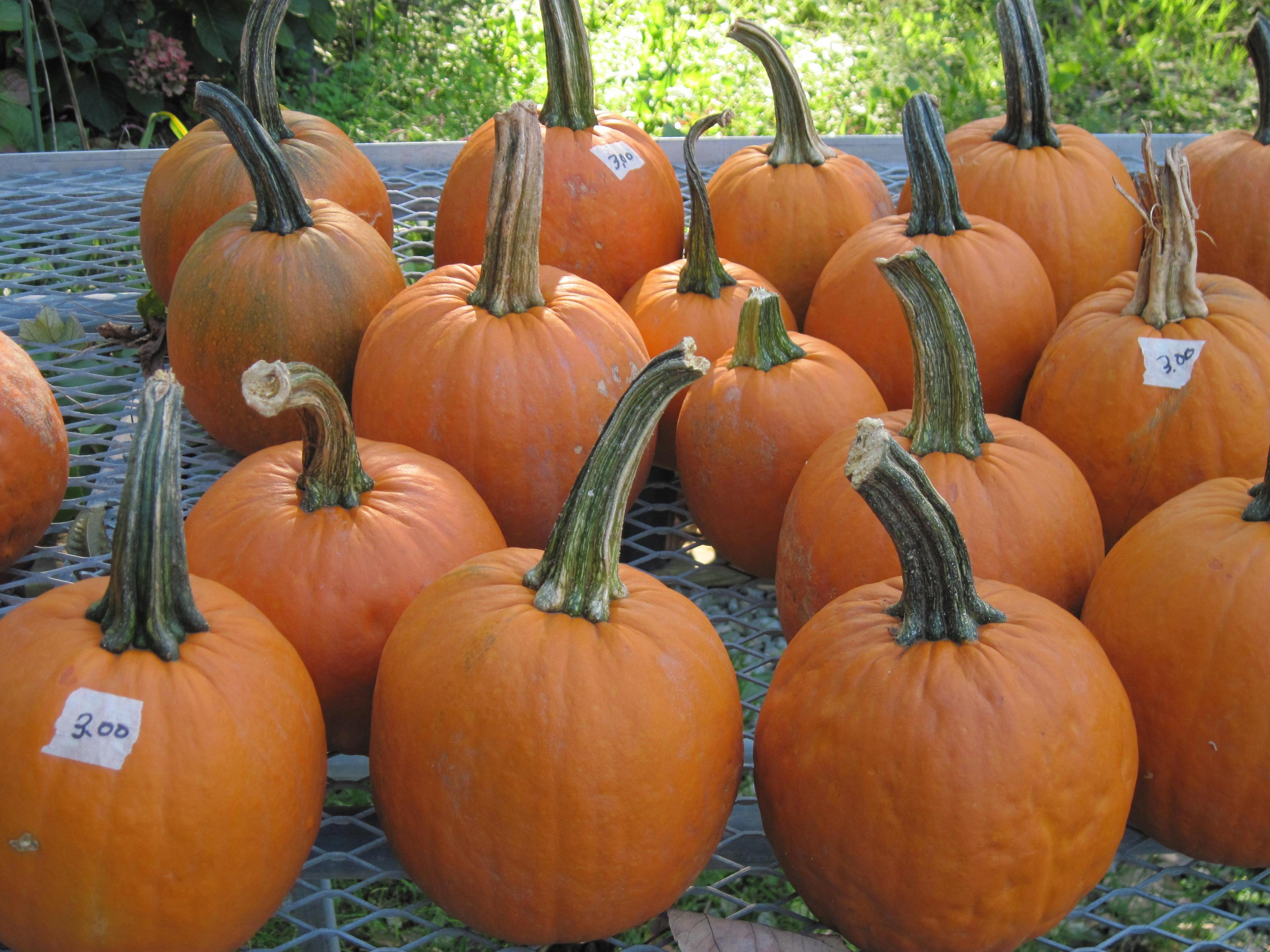 Pumpkins!