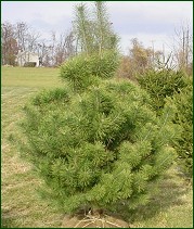 Austrian Pine