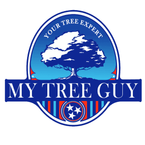 My Tree Guy