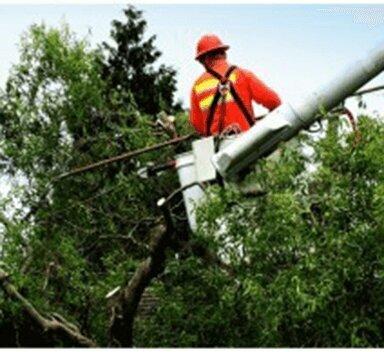 Tree Cutting NYC