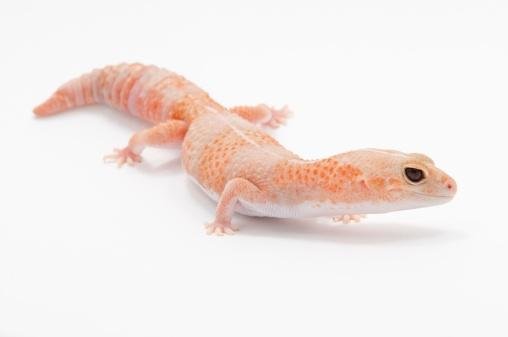 Captive Bred Reptile