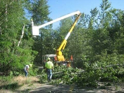 Germantown Tree Service & Tree Removal Pros