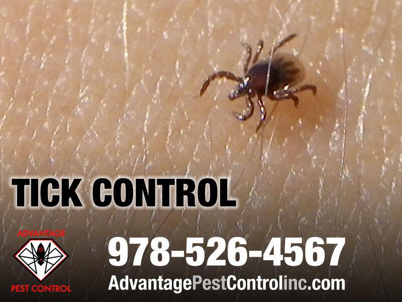 Advantage Pest Control, Inc