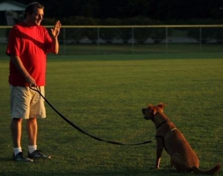 The Homeschooled Hound