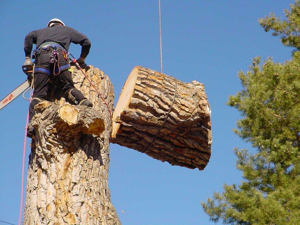 Baltimore Tree Service & Tree Removal Pros