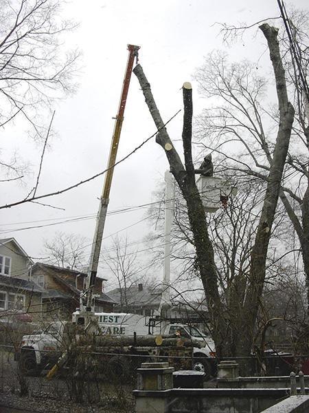 Foriest Tree Care