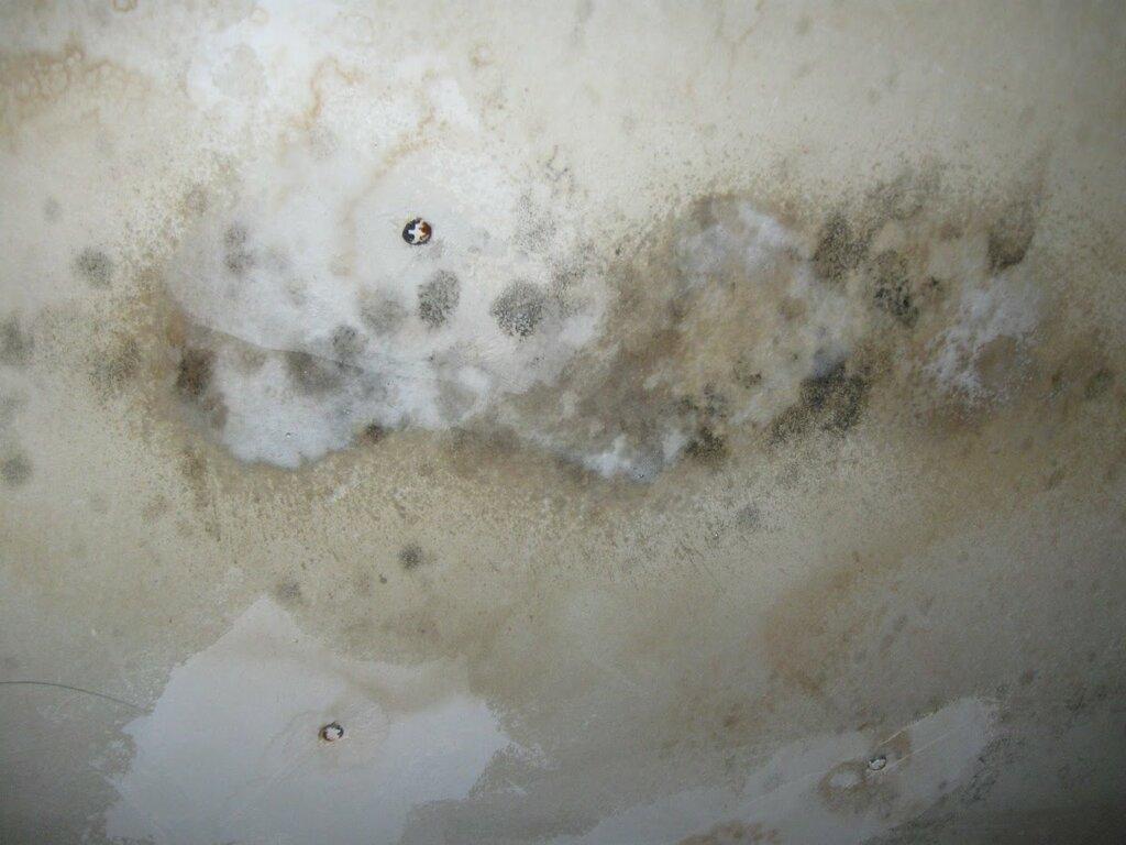 Mold Masters - Mold Remediation & Testing Experts