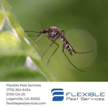 Flexible Pest Services