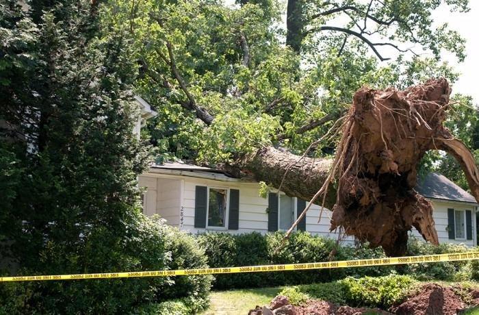 Monster Tree Service of North Dallas