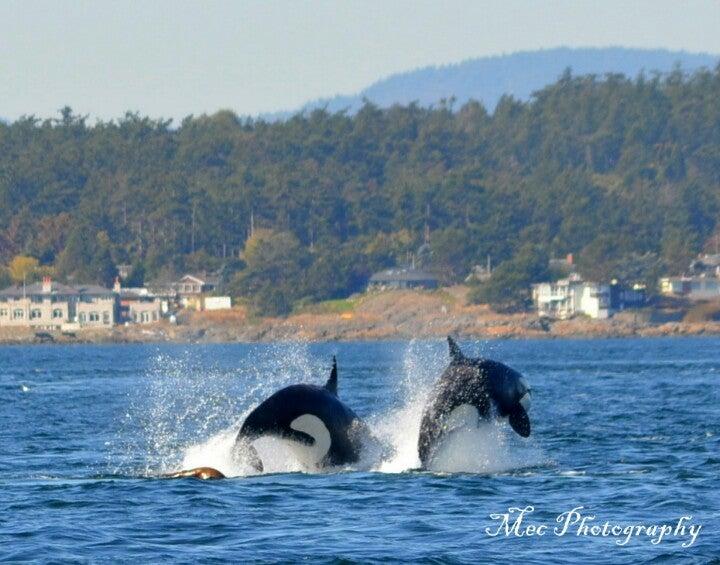 Prince of Whales - Whale Watching Adventures