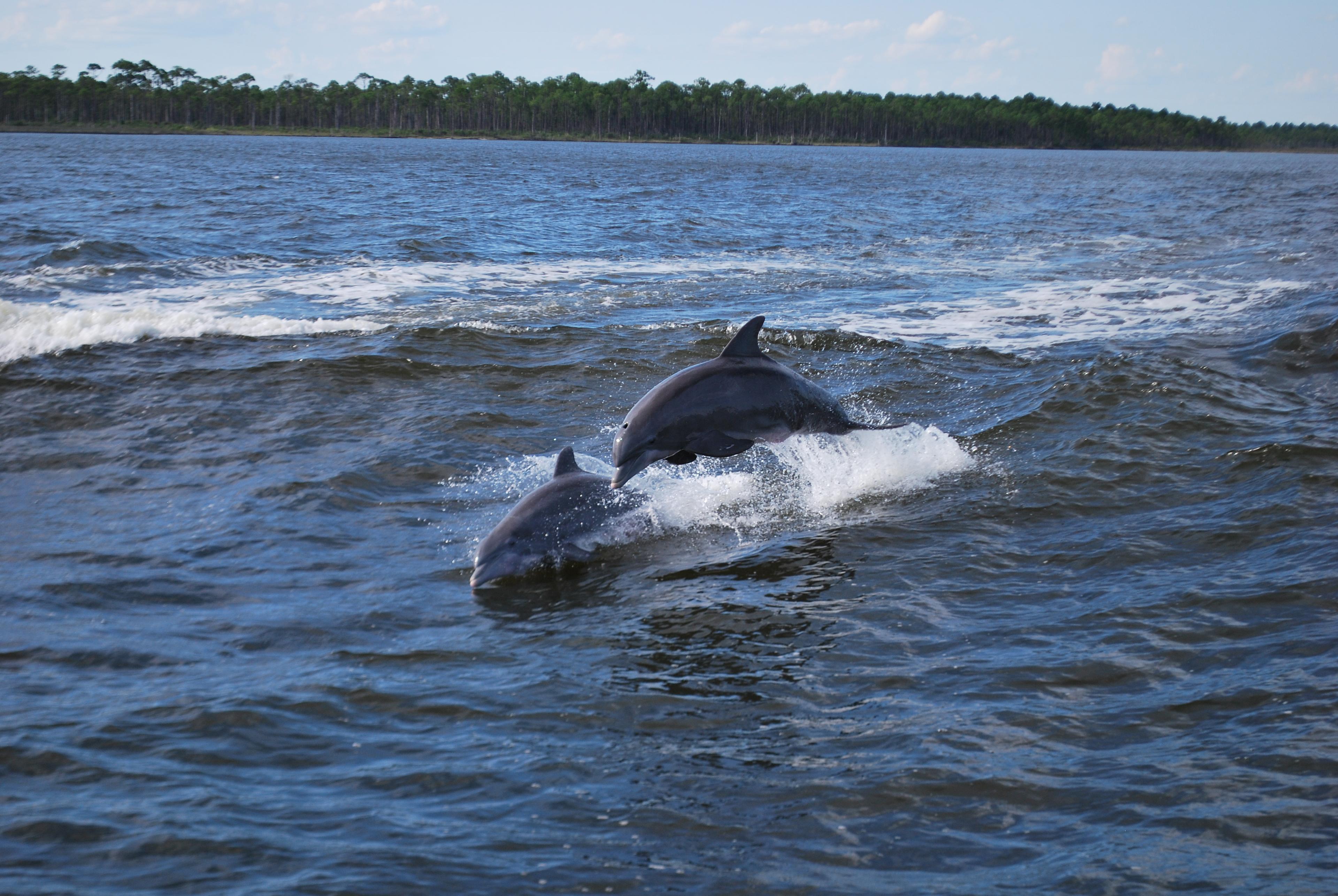 Dolphin Cruises Aboard the Cold Mil Fleet