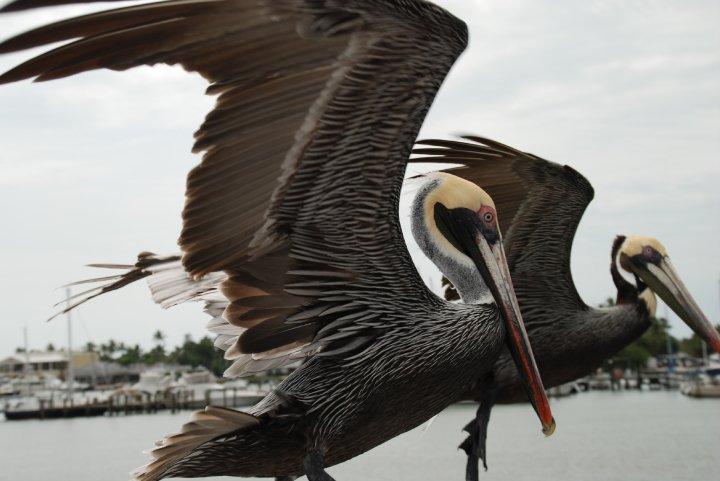 Conservancy Of Southwest Florida