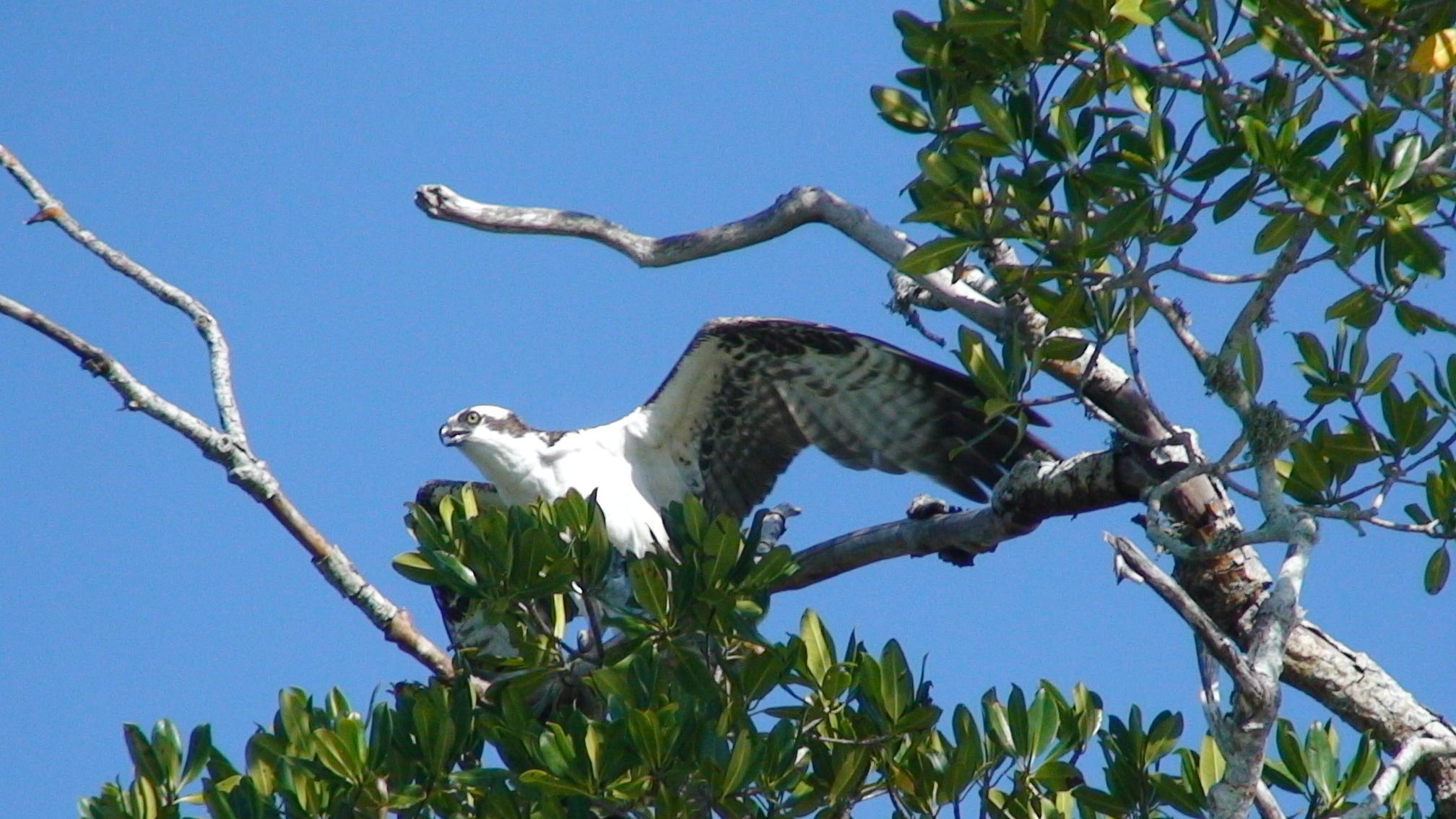 Everglades Backcountry Experience with Capt. Rodney Raffield