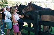 Horse Farm Tours