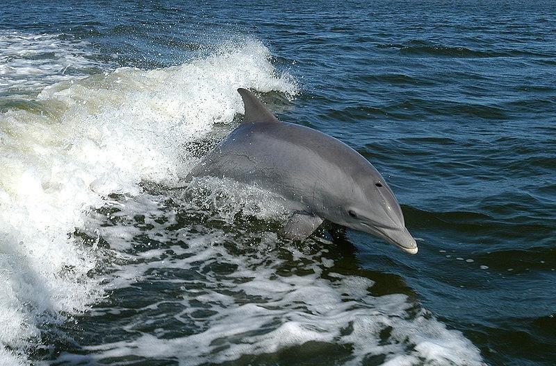 Captain Johnny's Dolphin Tours