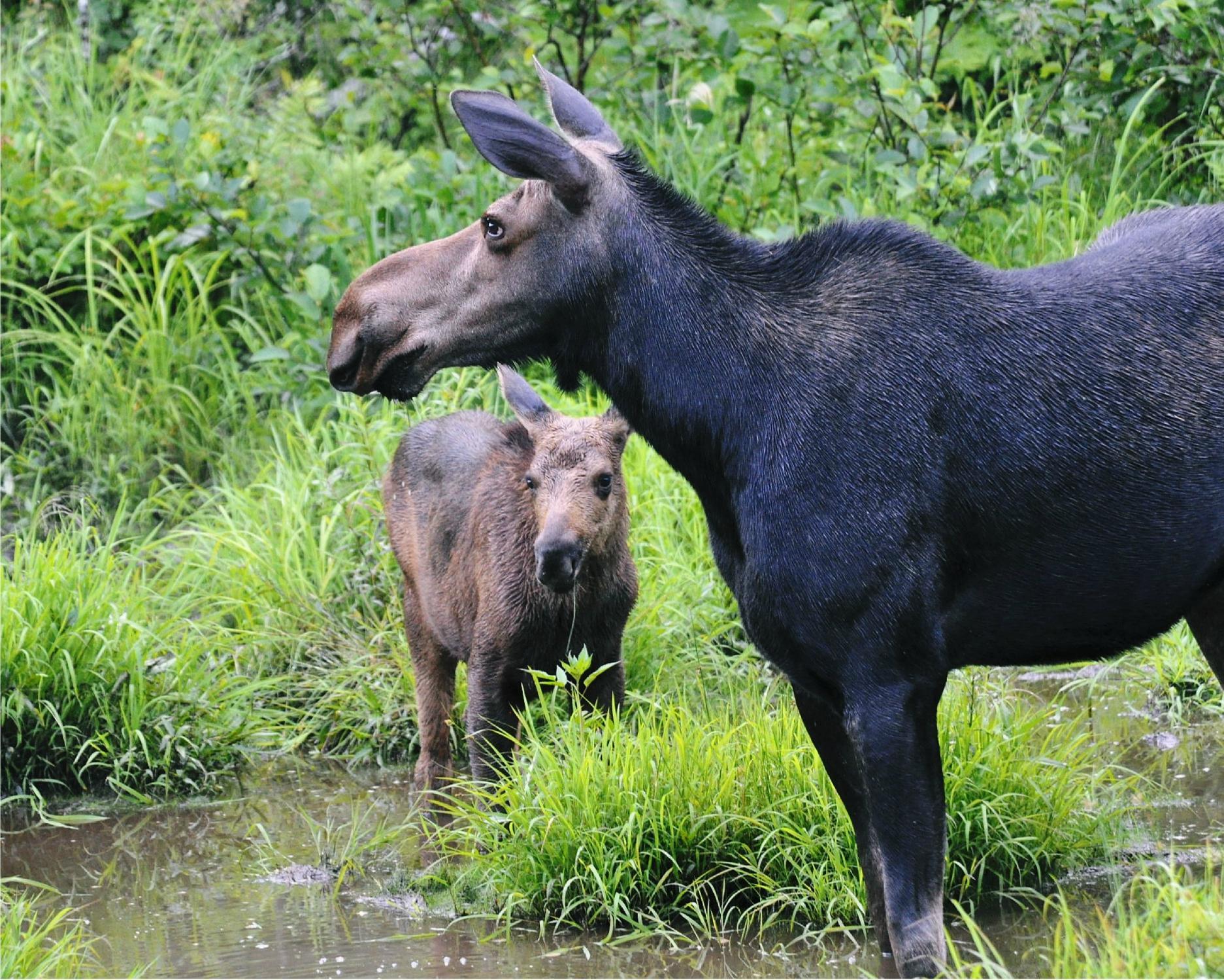 Gorham Moose Tours