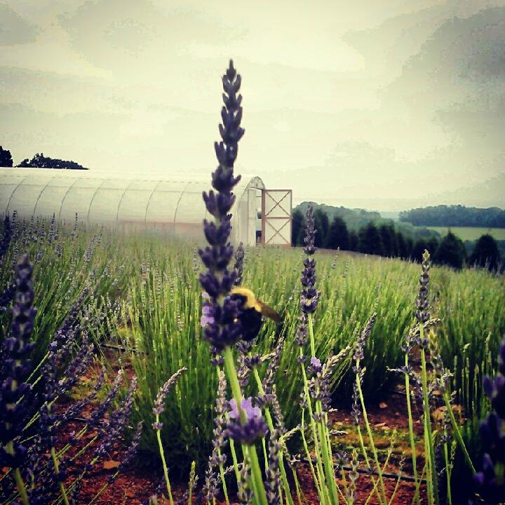 Hope Hill Lavender Farm