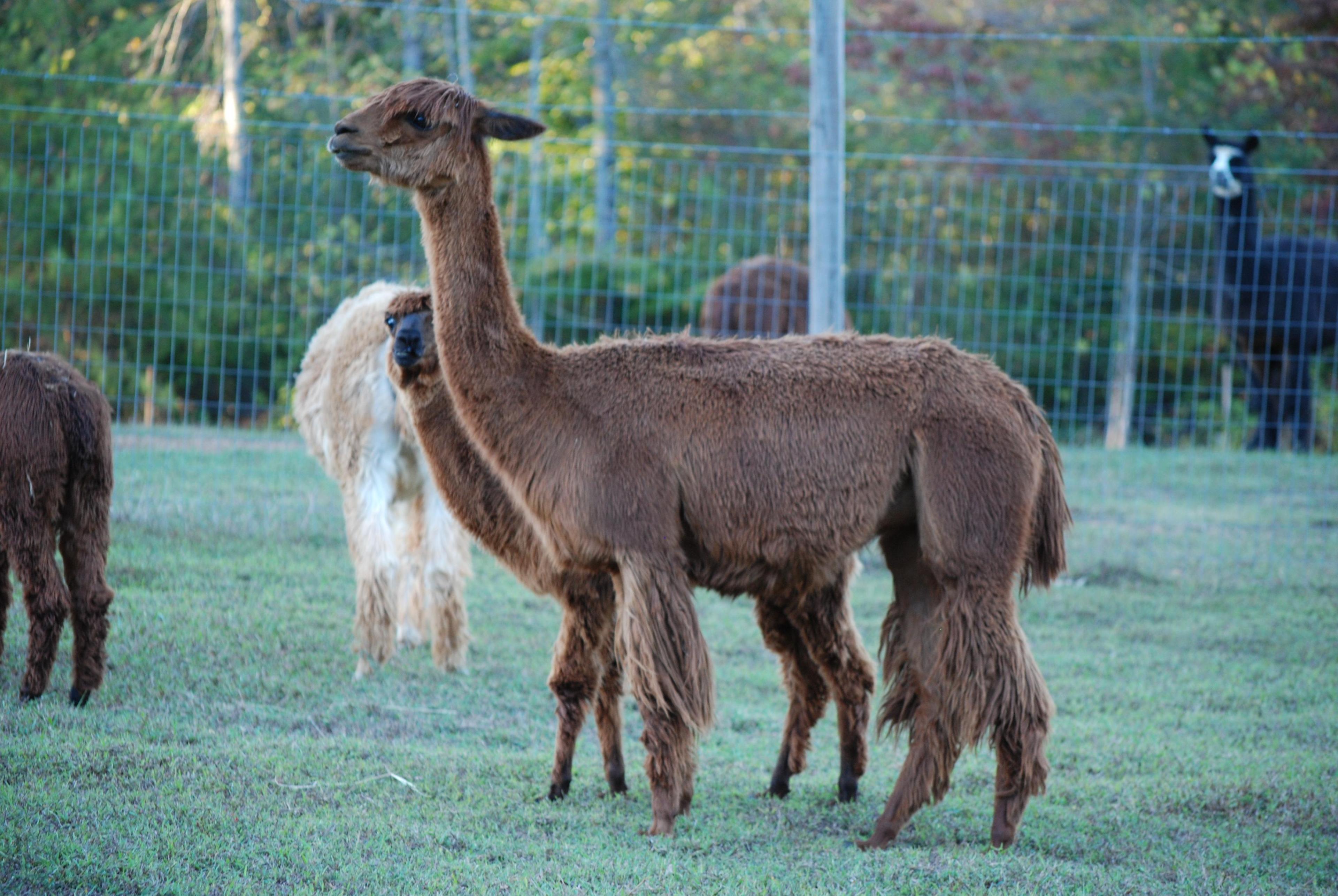 Thunder River Alpacas