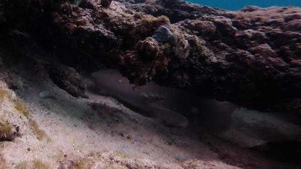 Datura Avenue Shipwreck Snorkel Trail