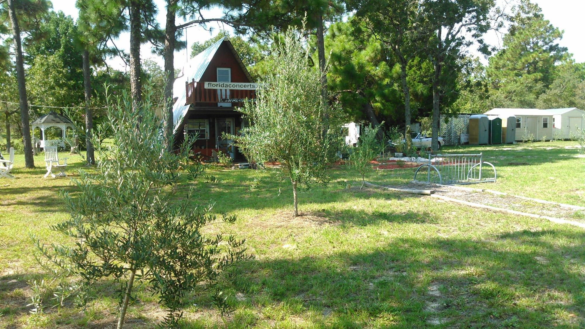 The Olive Grove