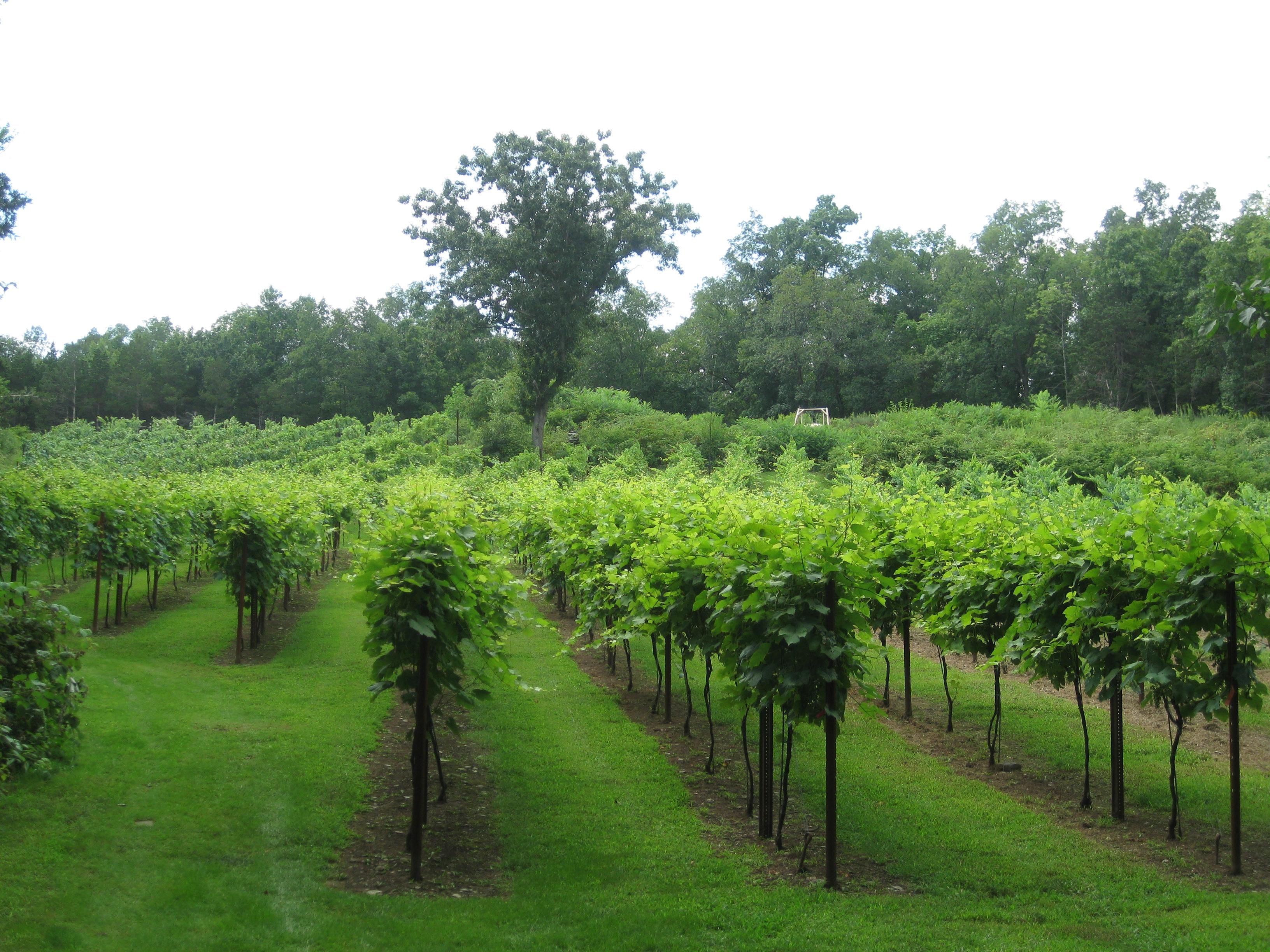 Clearview Vineyard