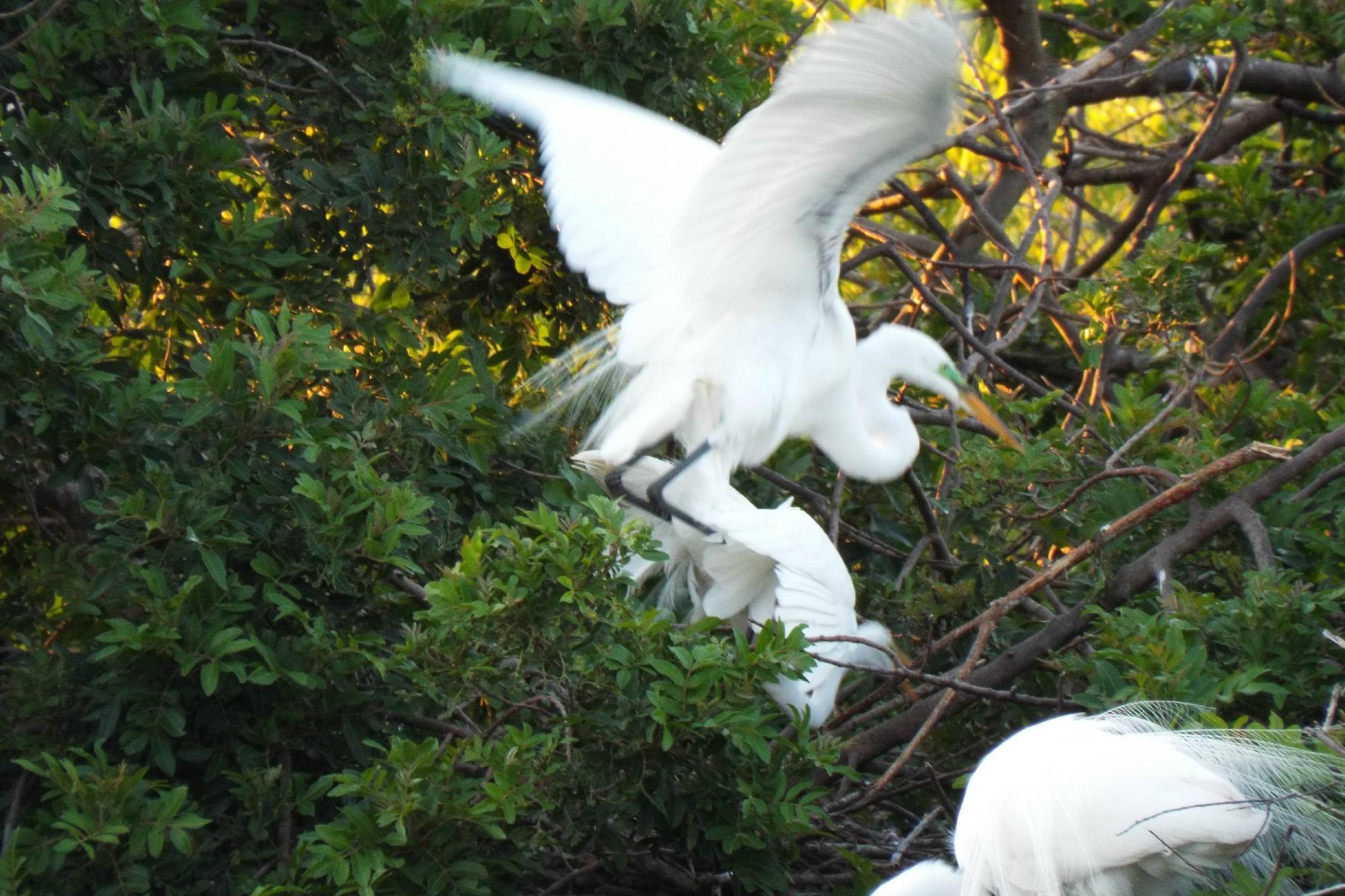 Venice Area Audubon Society