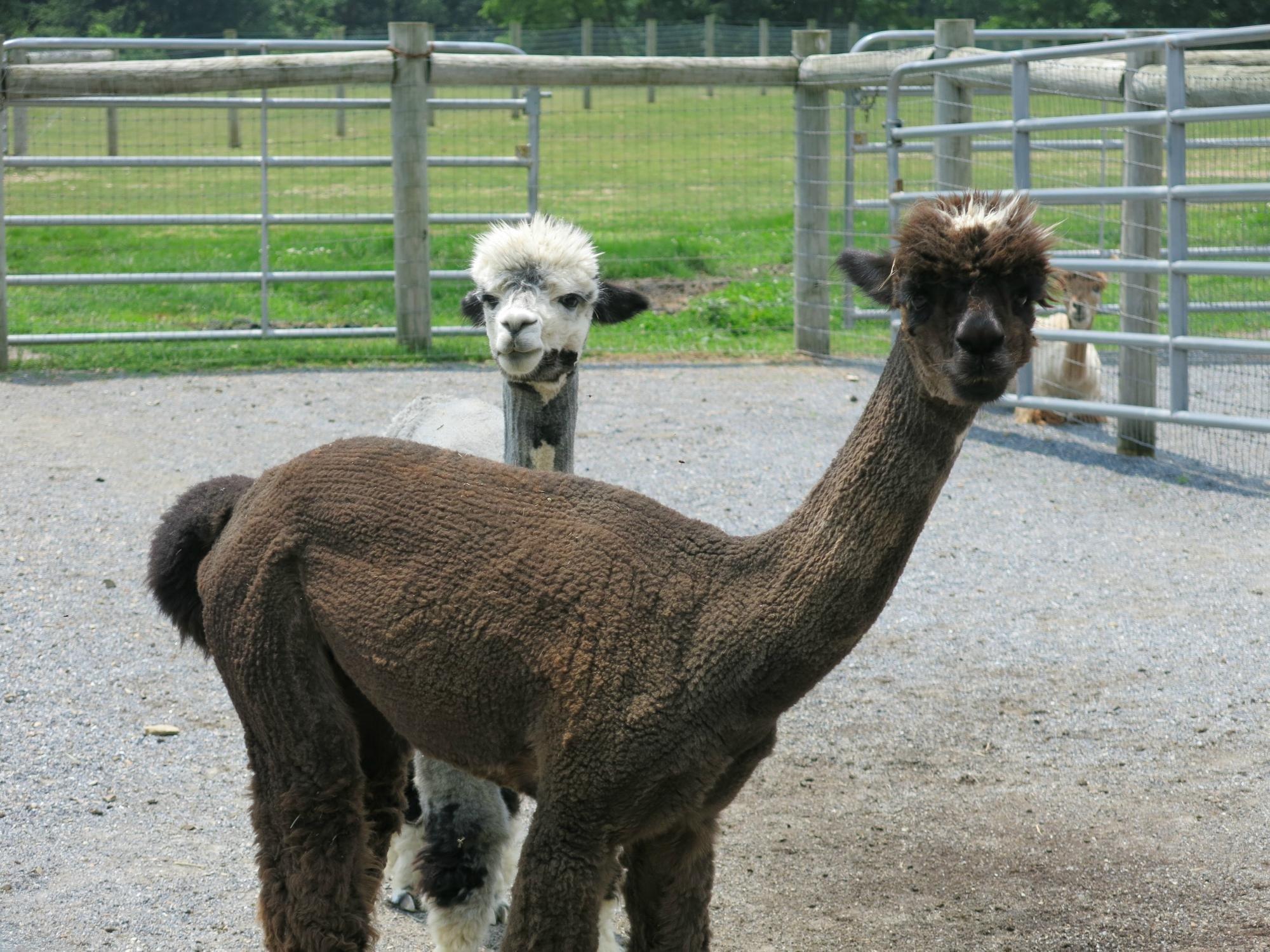 Eastland Alpacas