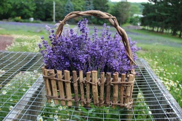 Peace Valley Lavender Farm